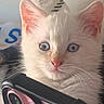kitten, cat, white_cat, blue_eyes, close_up, smartphone, curious, pet, fur, ears, indoor, animal, whiskers, face, pink, technology, cute, young, portrait, looking