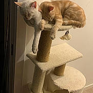 Moon a rejoint le concours — aidez-le/la à gagner de superbes lots ! cats, two_cats, sleeping, resting, white_cat, orange_cat, tabby_cat, cat_tree, indoor, home, pet, feline, fur, paws, curled_up, hanging_paws, cat_toy, scratching_post, cozy, relaxed