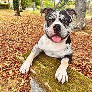 Kratos participe au concours pour gagner de l'argent avec cette photo : dog, bulldog, pet, animal, black_and_white, portrait, tongue_out, happy, sitting, outdoor, garden, park, forest, trees, fallen_leaves, moss, bench, front_view, close_up, daylight