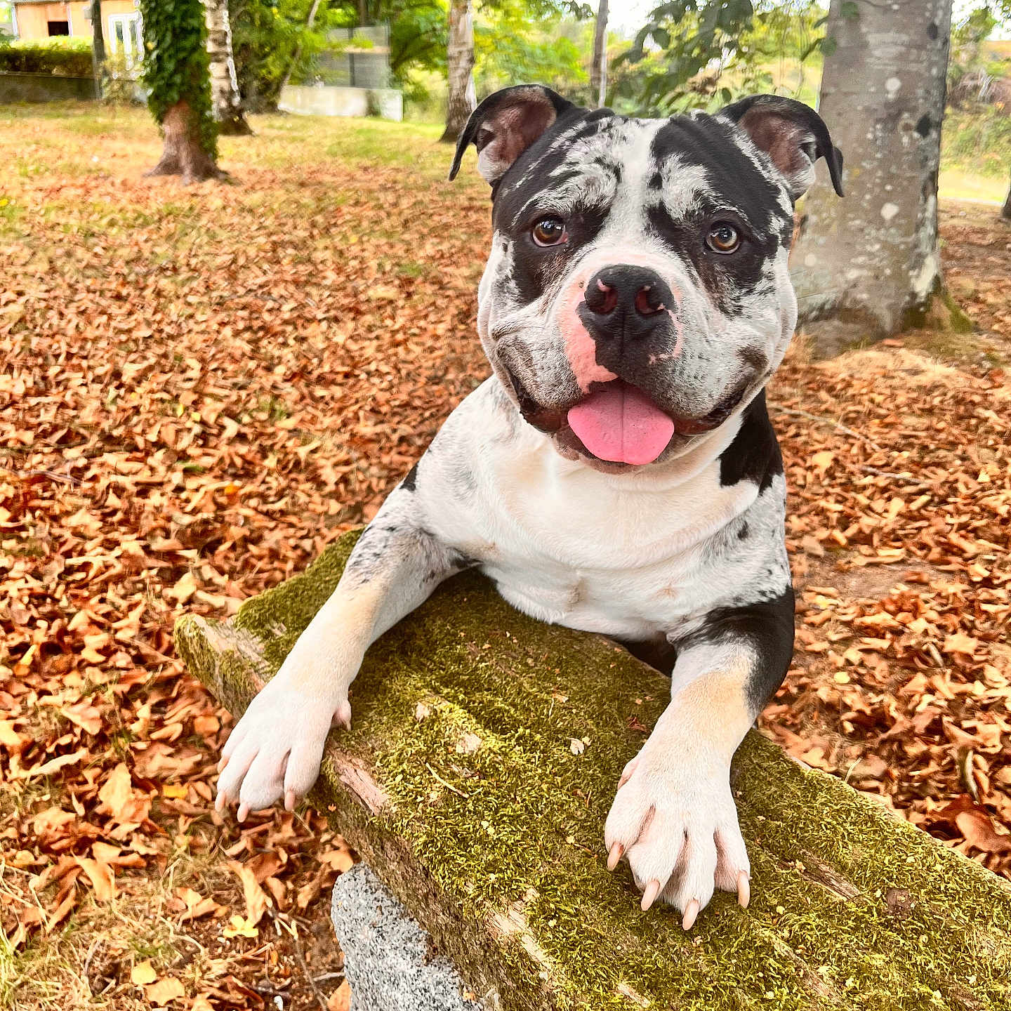 Kratos participe au concours pour gagner de l'argent avec cette photo : dog, bulldog, pet, animal, black_and_white, portrait, tongue_out, happy, sitting, outdoor, garden, park, forest, trees, fallen_leaves, moss, bench, front_view, close_up, daylight