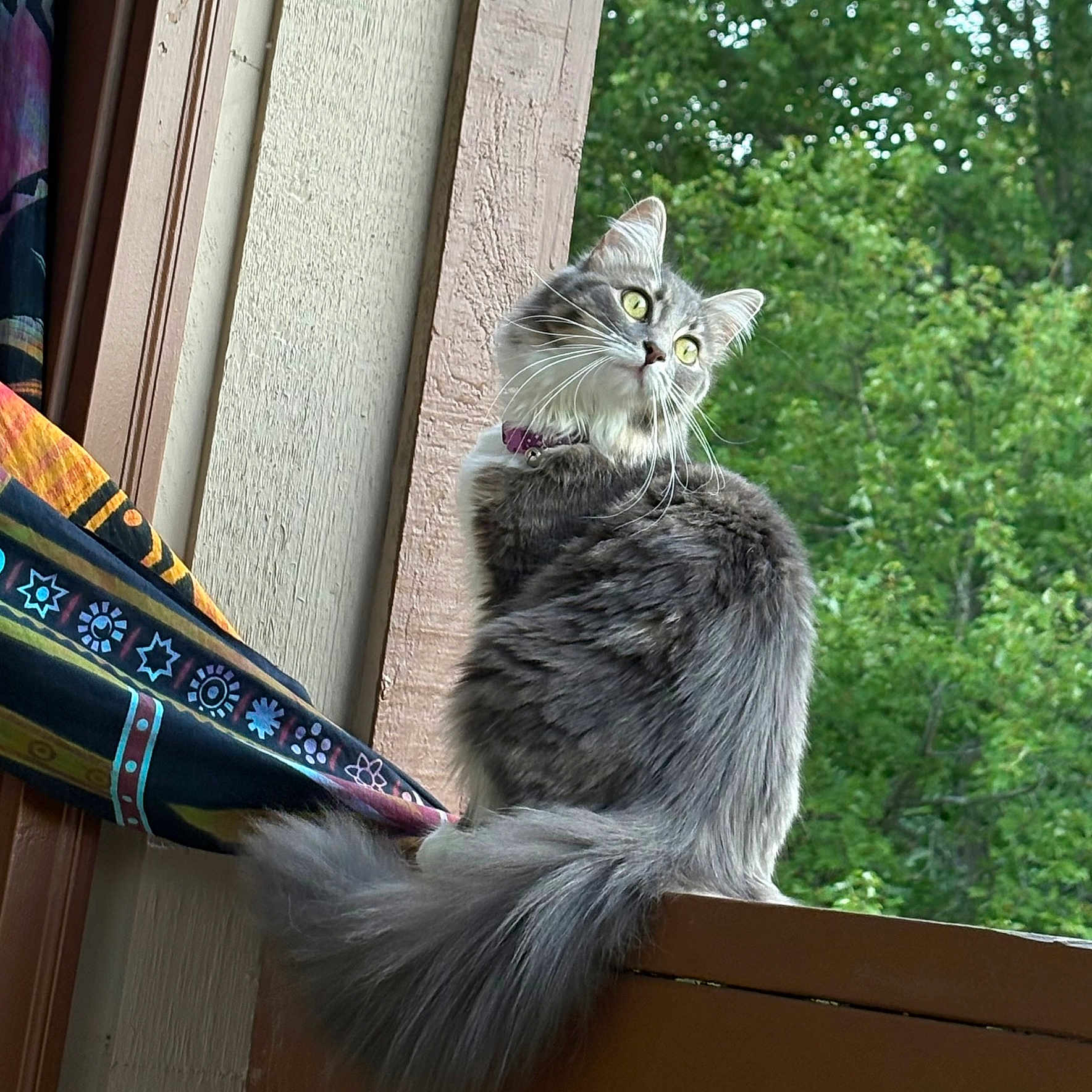 Shivamoon joined the competition — help win amazing prizes! balcony, cat, collar, curious, curtain, feline, fluffy_tail, foliage, green_eyes, grey_fur, long_hair, outdoor, patterned_fabric, pet, portrait, sitting, trees, whiskers, window, wood_pane