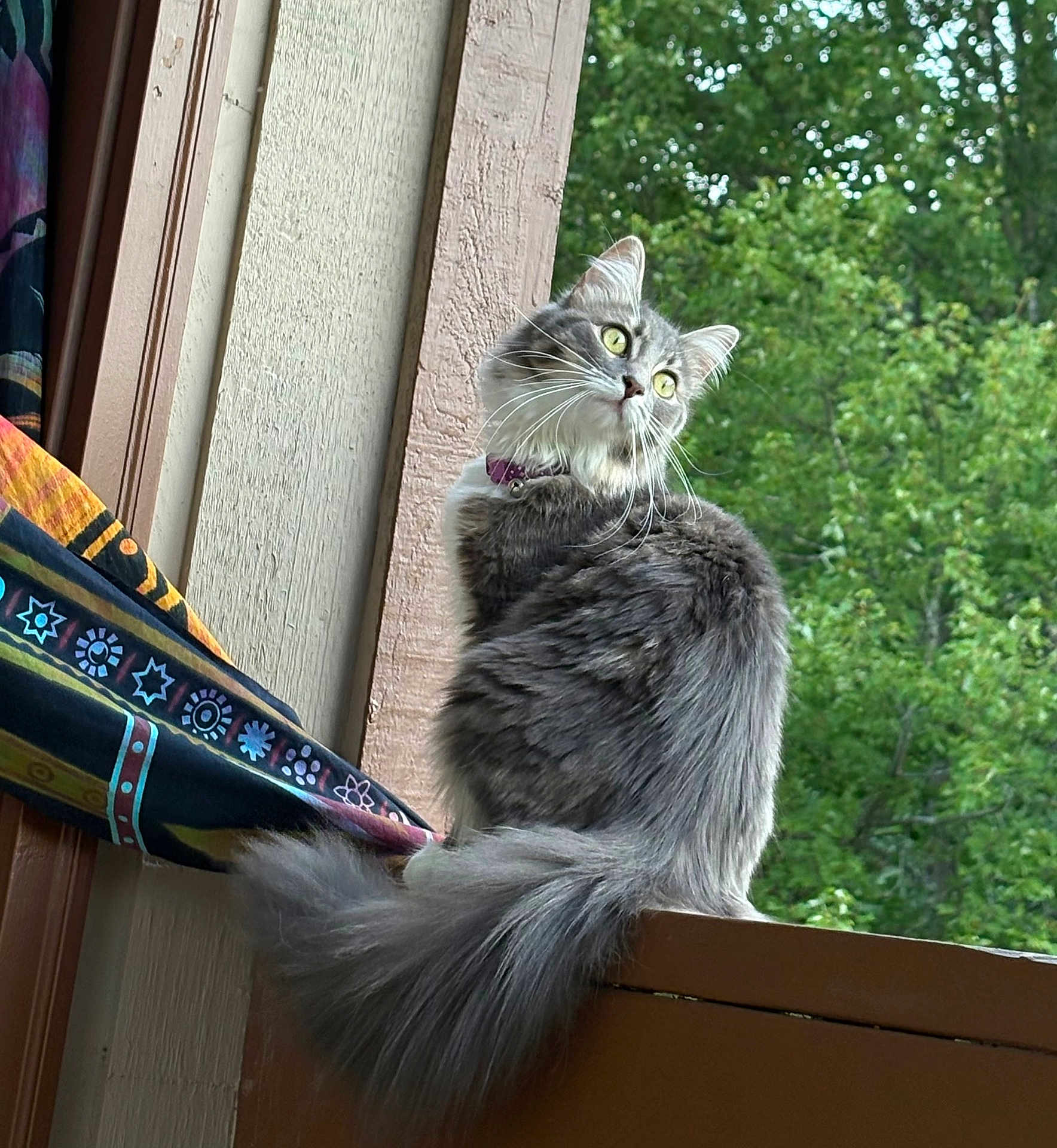 Shivamoon joined the competition — help win amazing prizes! cat, feline, pet, long_hair, fluffy_tail, green_eyes, collar, balcony, window, curtain, patterned_fabric, wood_pane, outdoor, trees, foliage, portrait, sitting, whiskers, curious, grey_fur