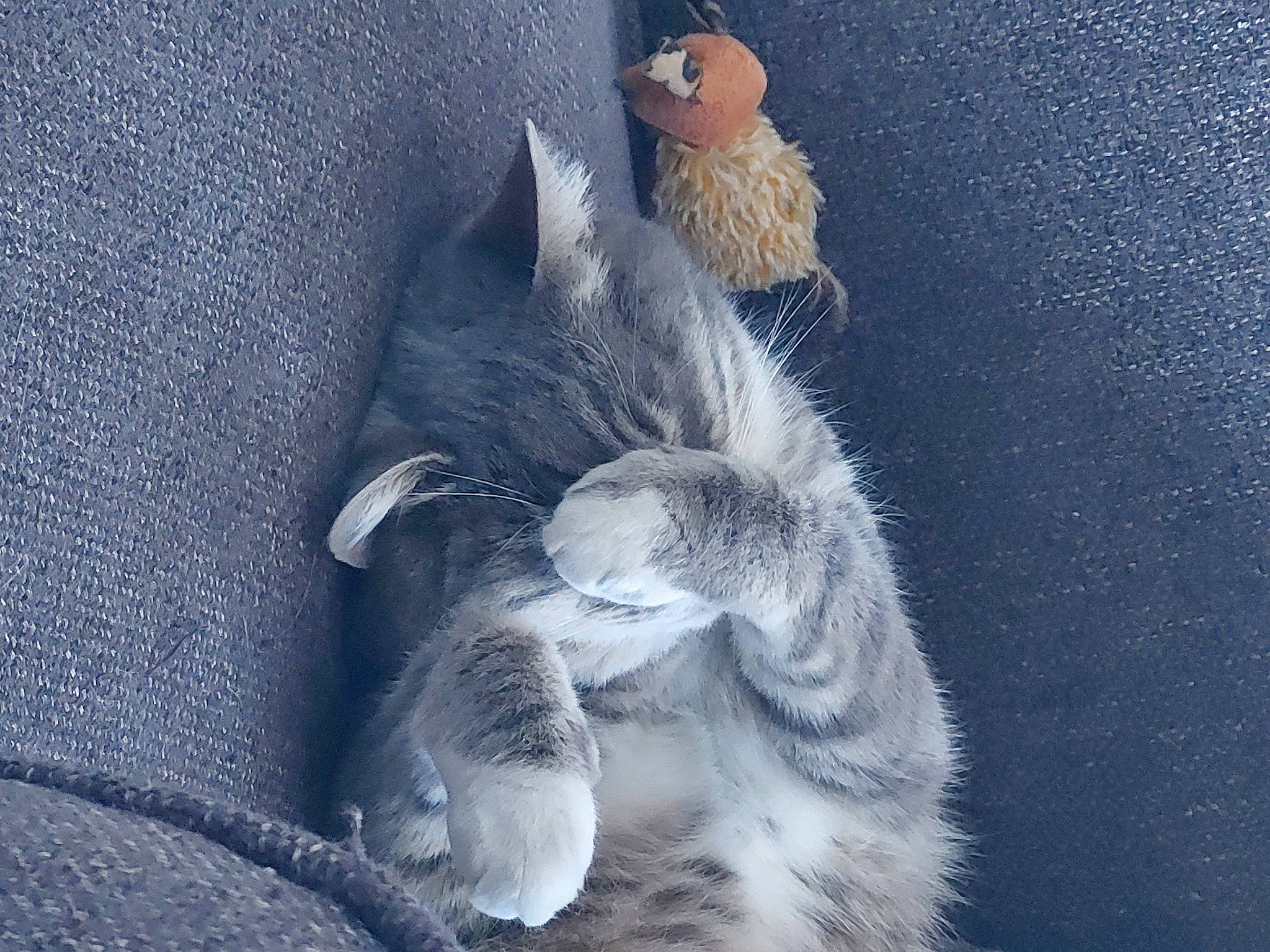 Perle participe au concours pour gagner de l'argent avec cette photo : art, carnivore, cat, claw, comfort, domestic_short_haired_cat, electric_blue, felidae, fur, gesture, grey, hat, human_leg, nap, paw, small_to_medium_sized_cats, tail, textile, toy, whiskers