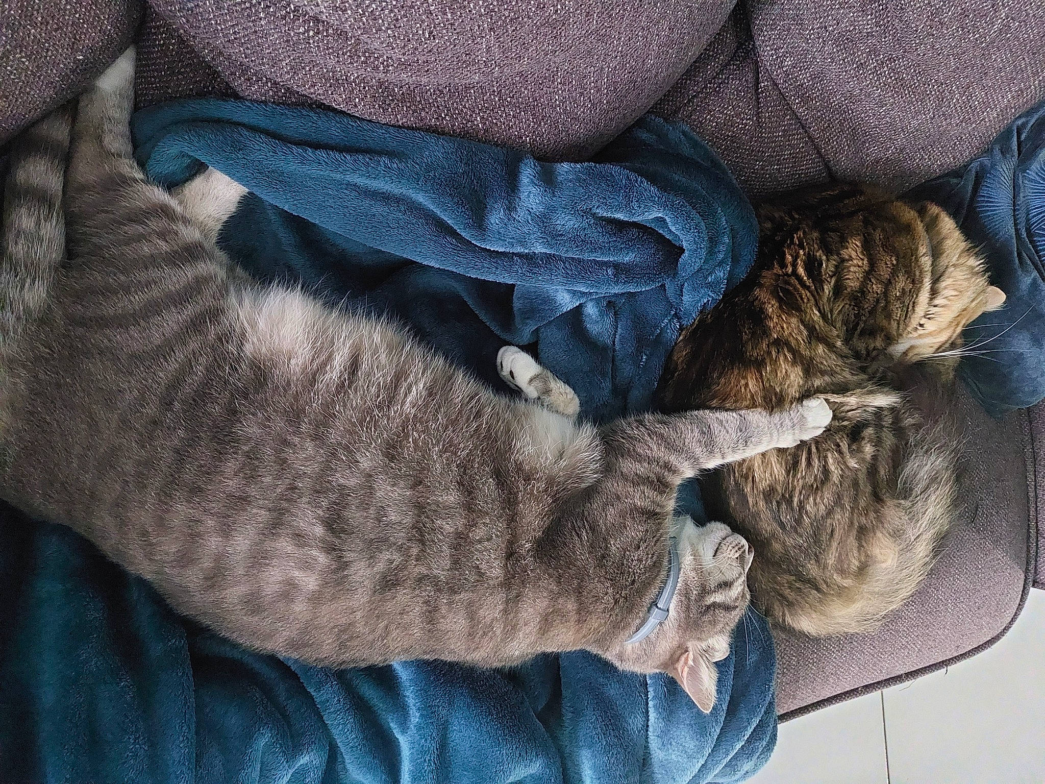 Perle a rejoint le concours — aidez-le/la à gagner de superbes lots ! cat, comfort, denim, domestic_short_haired_cat, electric_blue, felidae, fur, grey, human_leg, pattern, plant, sleeve, small_to_medium_sized_cats, tail, thread, tree, whiskers, wool, woolen, woven_fabric