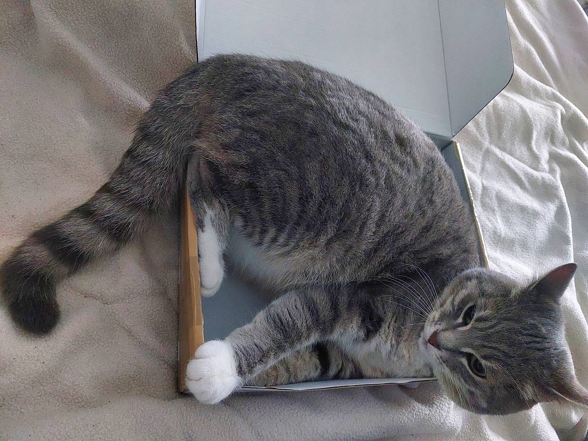 Perle a rejoint le concours — aidez-le/la à gagner de superbes lots ! carnivore, cat, claw, comfort, domestic_short_haired_cat, felidae, fur, grey, nap, paw, small_to_medium_sized_cats, snout, tail, terrestrial_animal, whiskers