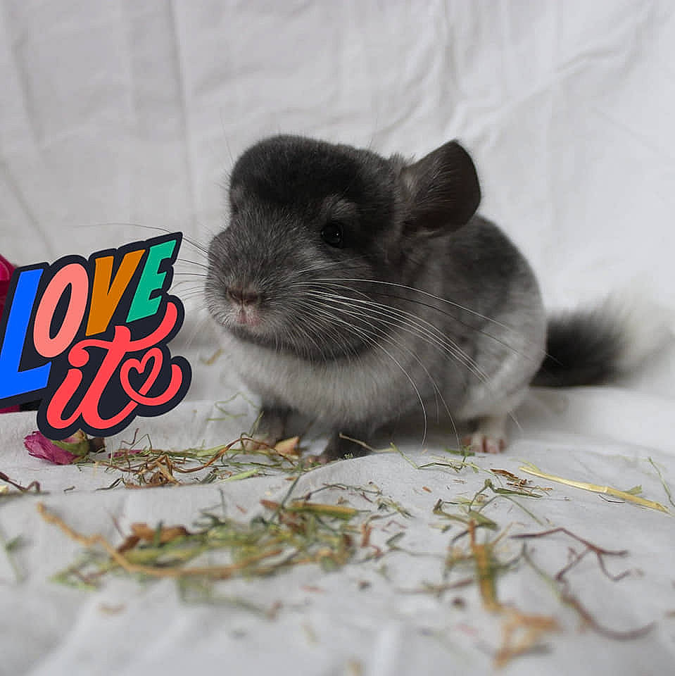 Harry participe au concours pour gagner de l'argent avec cette photo : chinchilla, degu, dormouse, fawn, gerbil, hamster, mammal, mouse, muridae, muroidea, pest, rat, rodent, snout, vertebrate, whiskers