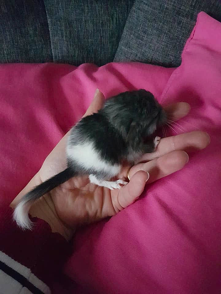 Harry participe au concours pour gagner de l'argent avec cette photo : canidae, dog_breed, fawn, guinea_pig, hamster, mammal, puppy, rodent, shih_tzu, tail