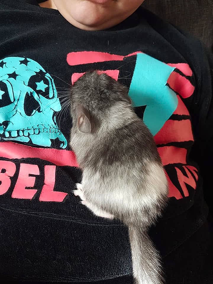 Harry participe au concours pour gagner de l'argent avec cette photo : canidae, fawn, fur, gerbil, muridae, muroidea, neck, puppy, rat, rodent, t_shirt, tail