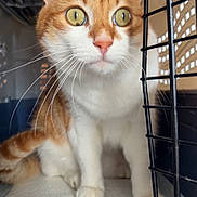 Caramel a rejoint le concours — aidez-le/la à gagner de superbes lots ! cat, orange_cat, white_cat, pet_carrier, whiskers, curious, indoor, close_up, feline, animal, cute, pet, cage, looking, ears, nose, fur, sitting, alert, domestic_cat