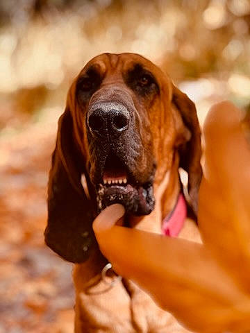Boone joined the competition — help win amazing prizes! basset_hound, biting, bloodhound, carnivore, collar, companion_dog, dog, dog_breed, dog_collar, ear, fawn, flower, hound, liver, plant, scent_hound, snout, sporting_group, working_animal, wrinkle