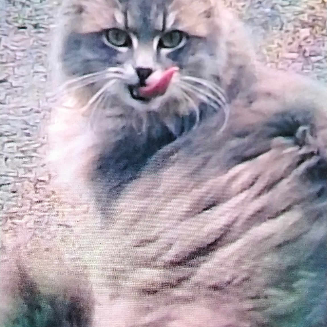 Patonne a rejoint le concours — aidez-le/la à gagner de superbes lots ! animal, cat, closeup, cute, ears, eyes, face, feline, fluffy, fur, gray_cat, licking, mammal, nature, outdoor, pet, texture, tongue_out, whiskers, wildlife