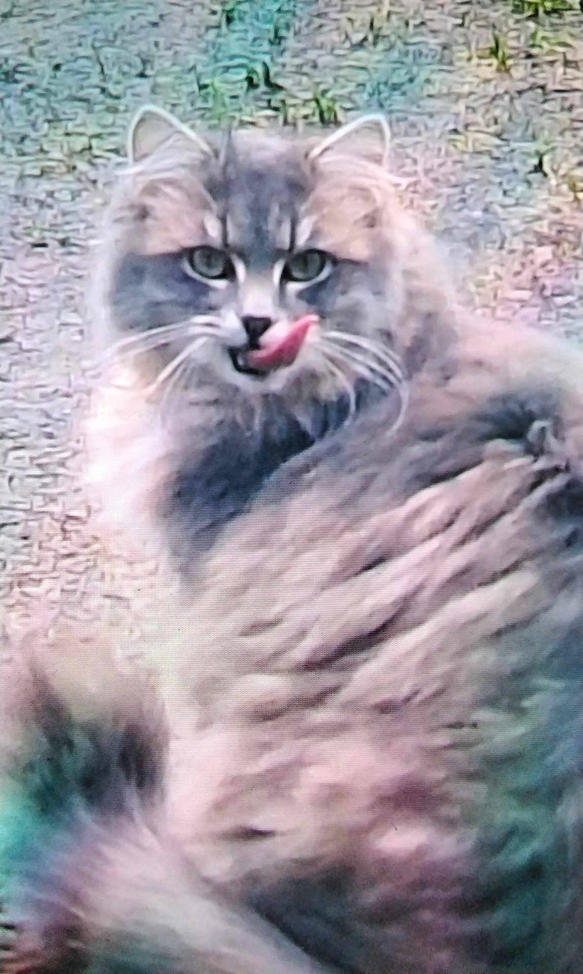 Patonne a rejoint le concours — aidez-le/la à gagner de superbes lots ! animal, cat, closeup, cute, ears, eyes, face, feline, fluffy, fur, gray_cat, licking, mammal, nature, outdoor, pet, texture, tongue_out, whiskers, wildlife