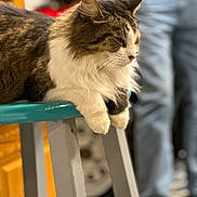 Fuzzy is registered to the contest to win money with this photo: cat, tabby, white_fur, feline, pet, stool, indoor, blurred_background, relaxed, lounging, fur, whiskers, paws, wooden_furniture, person, jeans, home, cozy, domestic, animal