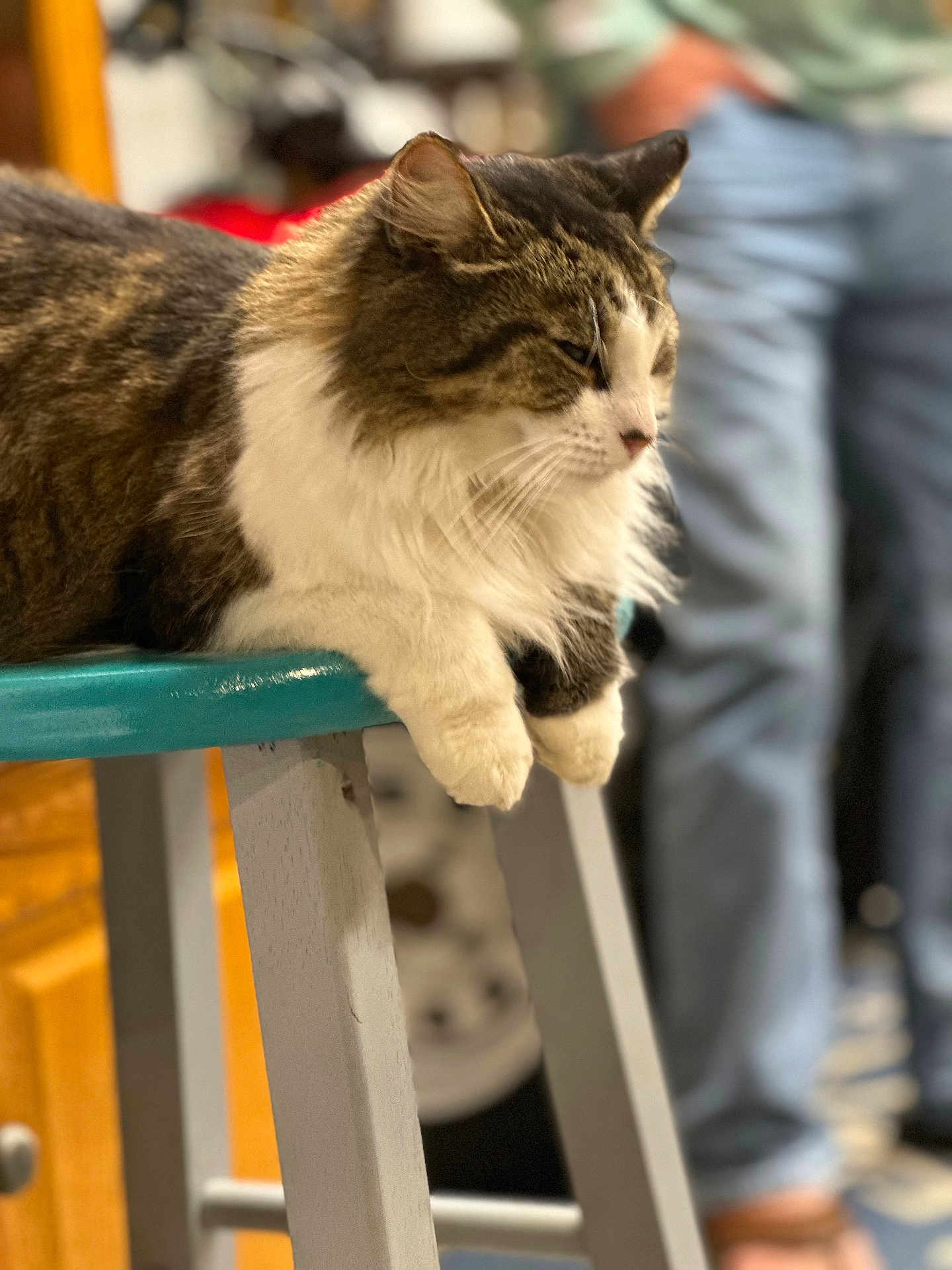 Fuzzy is registered to the contest to win money with this photo: cat, tabby, white_fur, feline, pet, stool, indoor, blurred_background, relaxed, lounging, fur, whiskers, paws, wooden_furniture, person, jeans, home, cozy, domestic, animal