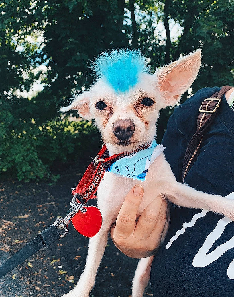 Keno joined the competition — help win amazing prizes! adventure, canidae, carnivore, chihuahua, companion_dog, dog, dog_breed, dog_clothes, dog_collar, dog_walking, leash, non_sporting_group, puppy, snout, toy_dog