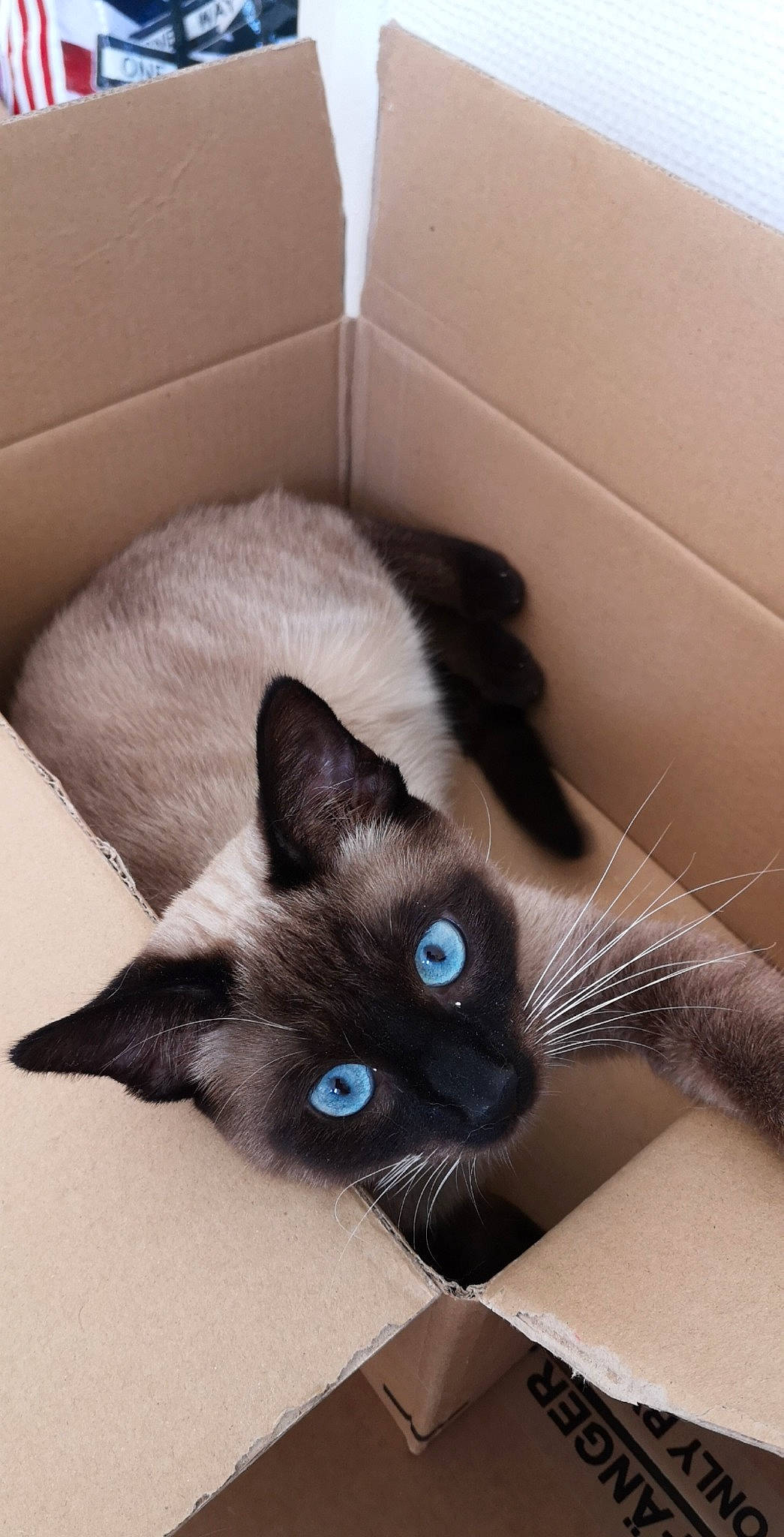 Félin a rejoint le concours — aidez-le/la à gagner de superbes lots ! asian, balinese, birman, black_cat, burmese, carnivore, cat, domestic_short_haired_cat, felidae, kitten, korat, mammal, ojos_azules, siamese, small_to_medium_sized_cats, snowshoe, thai, tonkinese, whiskers