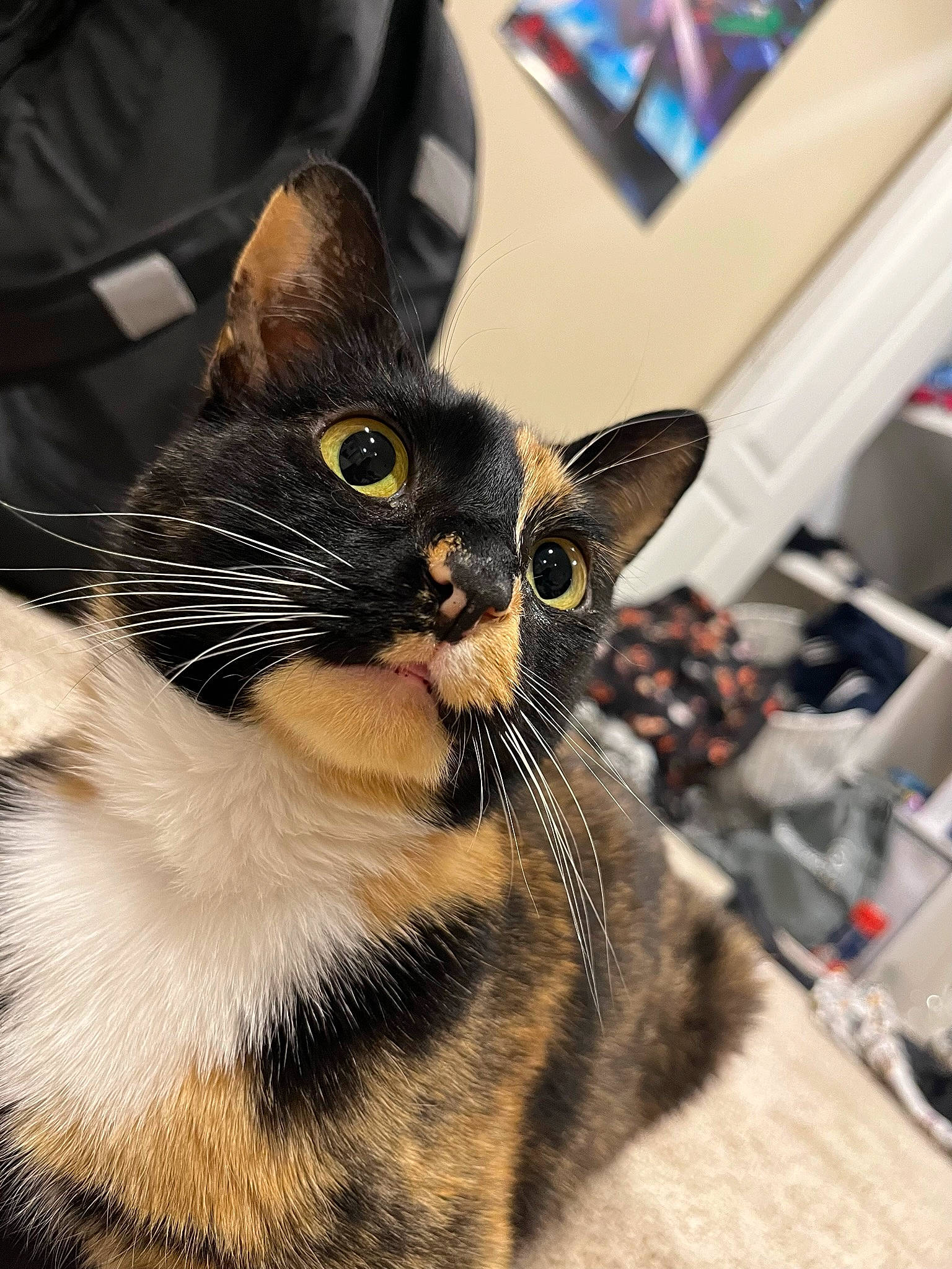 Toffee is registered to the contest to win money with this photo: carnivore, cat, chair, domestic_short_haired_cat, felidae, fur, paw, picture_frame, small_to_medium_sized_cats, snout, terrestrial_animal, whiskers