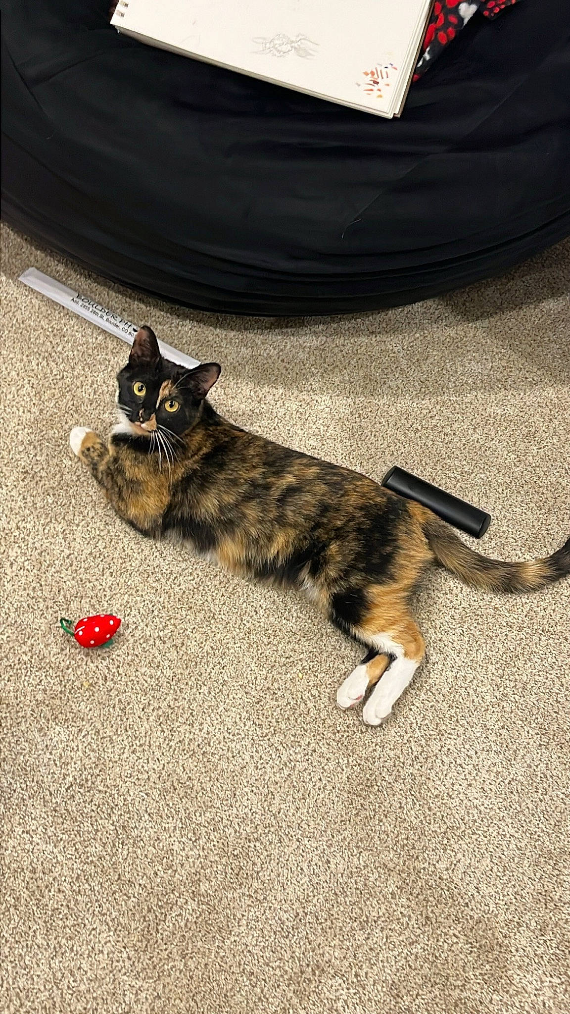 Toffee is registered to the contest to win money with this photo: canidae, carnivore, cat, cat_toy, claw, dog_breed, domestic_short_haired_cat, felidae, flooring, fur, grey, paw, road_surface, shadow, sleeve, small_to_medium_sized_cats, snout, tail, terrestrial_animal, whiskers