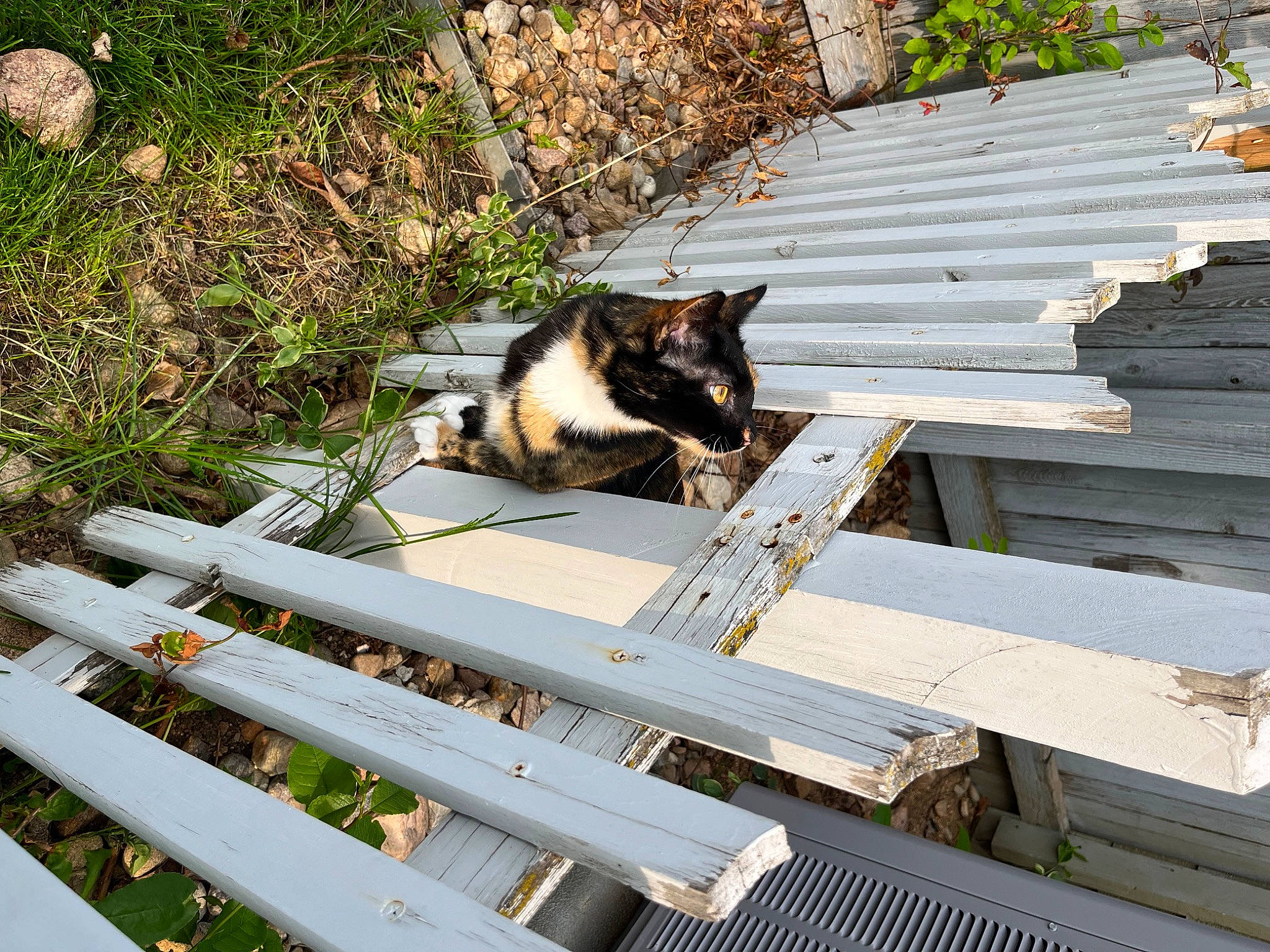 Toffee is registered to the contest to win money with this photo: carnivore, cat, domestic_short_haired_cat, felidae, fur, grass, handrail, hardwood, leisure, line, outdoor_furniture, plant, roof, siding, small_to_medium_sized_cats, stairs, tail, walkway, whiskers, wood