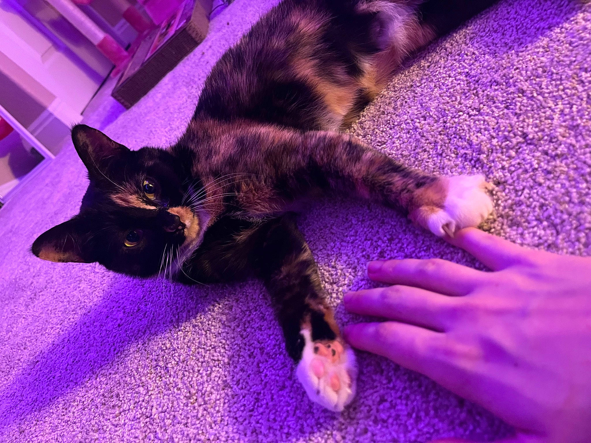 Toffee is registered to the contest to win money with this photo: canidae, carnivore, cat, comfort, dog_breed, domestic_short_haired_cat, electric_blue, felidae, flooring, fur, lap, nail, paw, plant, purple, sky, small_to_medium_sized_cats, tail, violet, whiskers