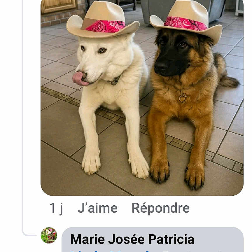 Talya Et Lady a rejoint le concours — aidez-le/la à gagner de superbes lots ! animal, brown_dog, companion, cowboy_hat, cute, dog, domestic_animal, floor, funny, hat, hat_bandana, house, indoor, pet, playful, sitting, tile_floor, tongue_out, two_animals, white_dog