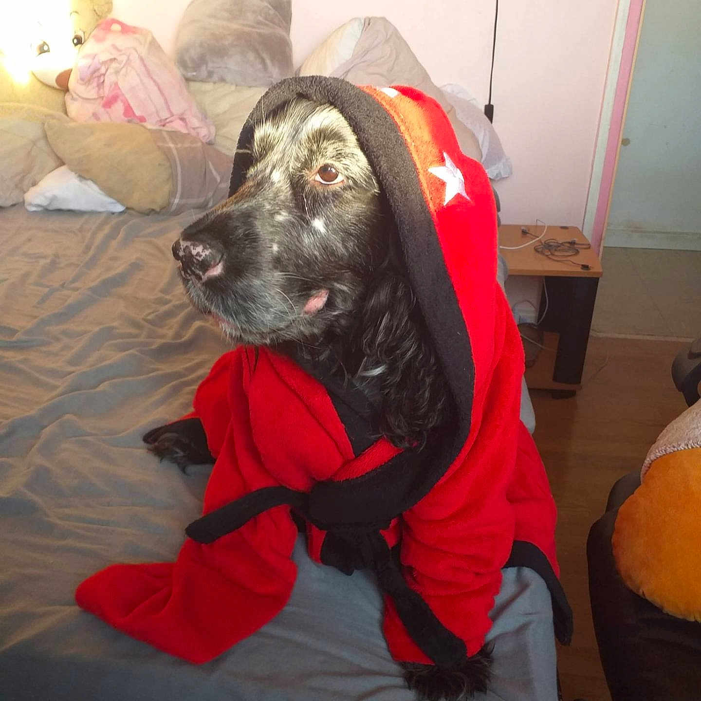 Lerroy Lucky participe au concours pour gagner de l'argent avec cette photo : animal, bed, black_dog, blanket, calm, clothing, cushion, dog, floor, fur, furniture, hood, indoor, pet, pillow, resting, robe, soft_lighting, star, wooden_floor