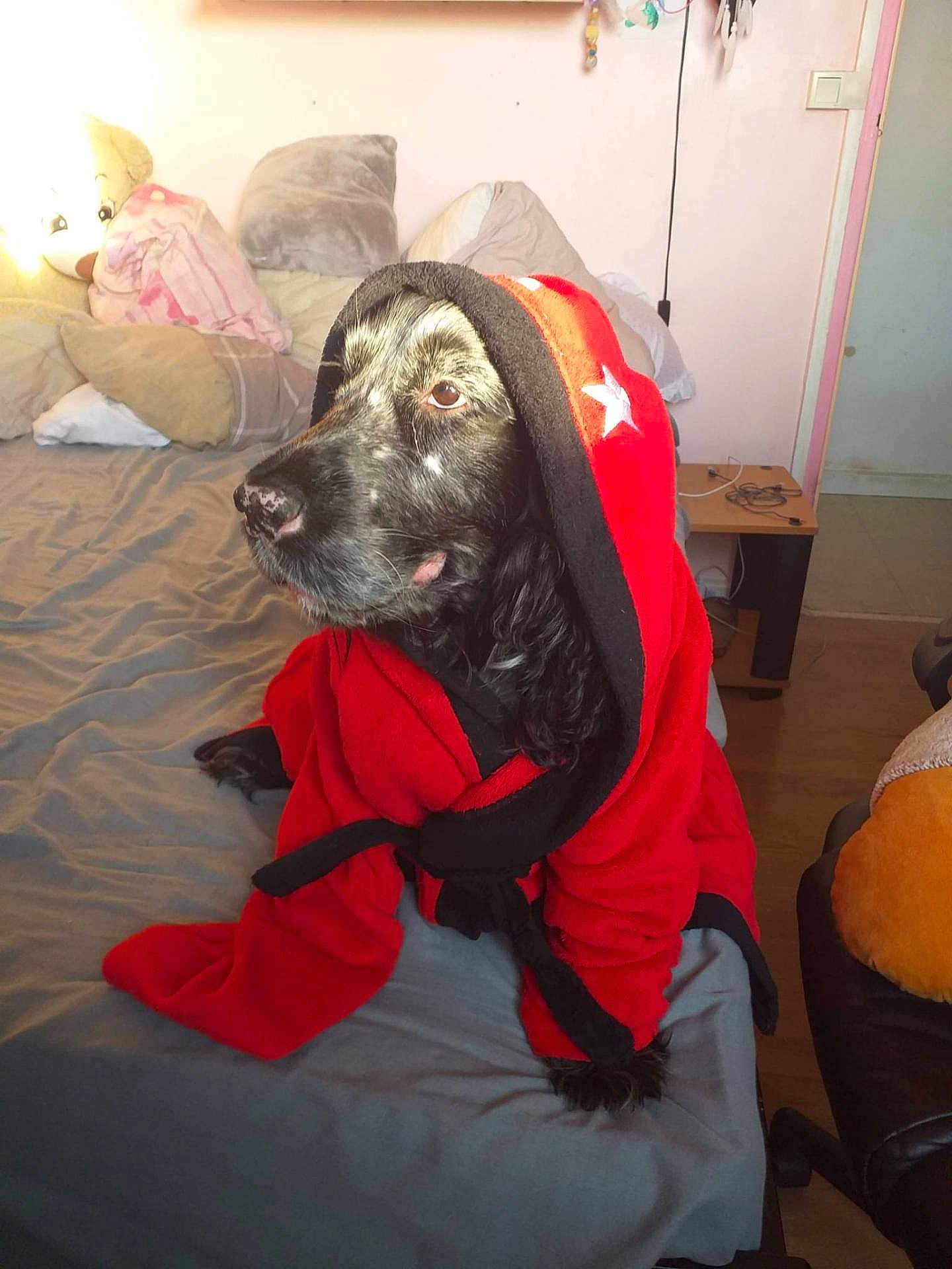 Lerroy Lucky participe au concours pour gagner de l'argent avec cette photo : dog, bed, blanket, pillow, robe, indoor, pet, black_dog, fur, calm, soft_lighting, animal, resting, furniture, floor, wooden_floor, cushion, clothing, hood, star