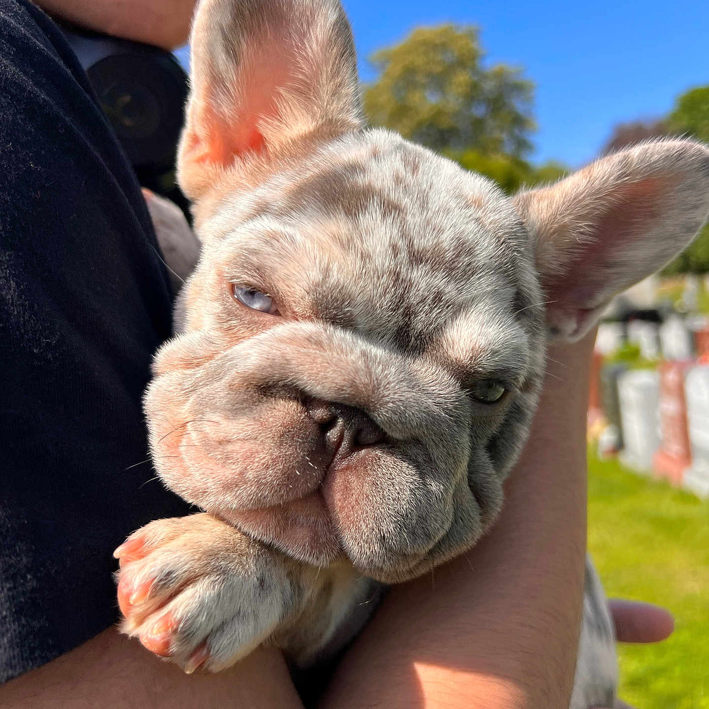Cali is registered to the contest to win money with this photo: animal, blue_sky, close_up, cute, daytime, dog, ears, expression, face, french_bulldog, fur, greenery, holding, nature, outdoor, paw, person, pet, puppy, sunlight