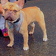 Rocc is registered to the contest to win money with this photo: dog, french_bulldog, pet, animal, canine, standing, harness, leash, pavement, outdoor, person, shoes, colorful, tags, short_hair, ears, face, front_legs, rear_legs, collar