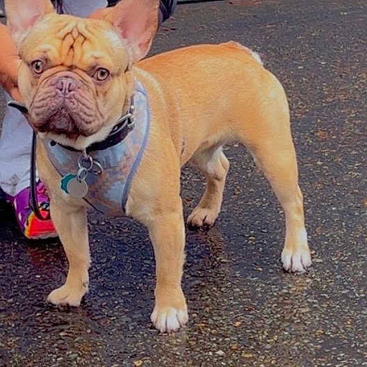 Rocc is registered to the contest to win money with this photo: dog, french_bulldog, pet, animal, canine, standing, harness, leash, pavement, outdoor, person, shoes, colorful, tags, short_hair, ears, face, front_legs, rear_legs, collar
