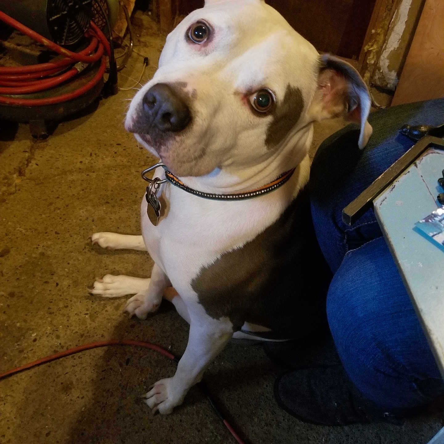 Jax joined the competition — help win amazing prizes! accessories, animal, boxer, bulldog, canine, clothing, dog, footwear, hound, leash, machine, pants, pet, pitbull, plywood, puppy, shoe, spoke, strap, wood