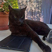 Guizmo a rejoint le concours — aidez-le/la à gagner de superbes lots ! animal, black_cat, calm, cat, close_up, curtain, domestic_animal, feline, greenery, outdoor, paw, pet, plant, potted_plant, relaxed, resting, shadow, sunlight, table, tablet