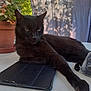 animal, black_cat, calm, cat, close_up, curtain, domestic_animal, feline, greenery, outdoor, paw, pet, plant, potted_plant, relaxed, resting, shadow, sunlight, table, tablet