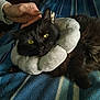 bed, black_cat, blue_blanket, cat, cozy, donut_collar, ears, feline, hand, head, human_hand, indoor, long_fur, pet, plush_collar, portrait, sleepy, striped_blanket, whiskers, yellow_eyes