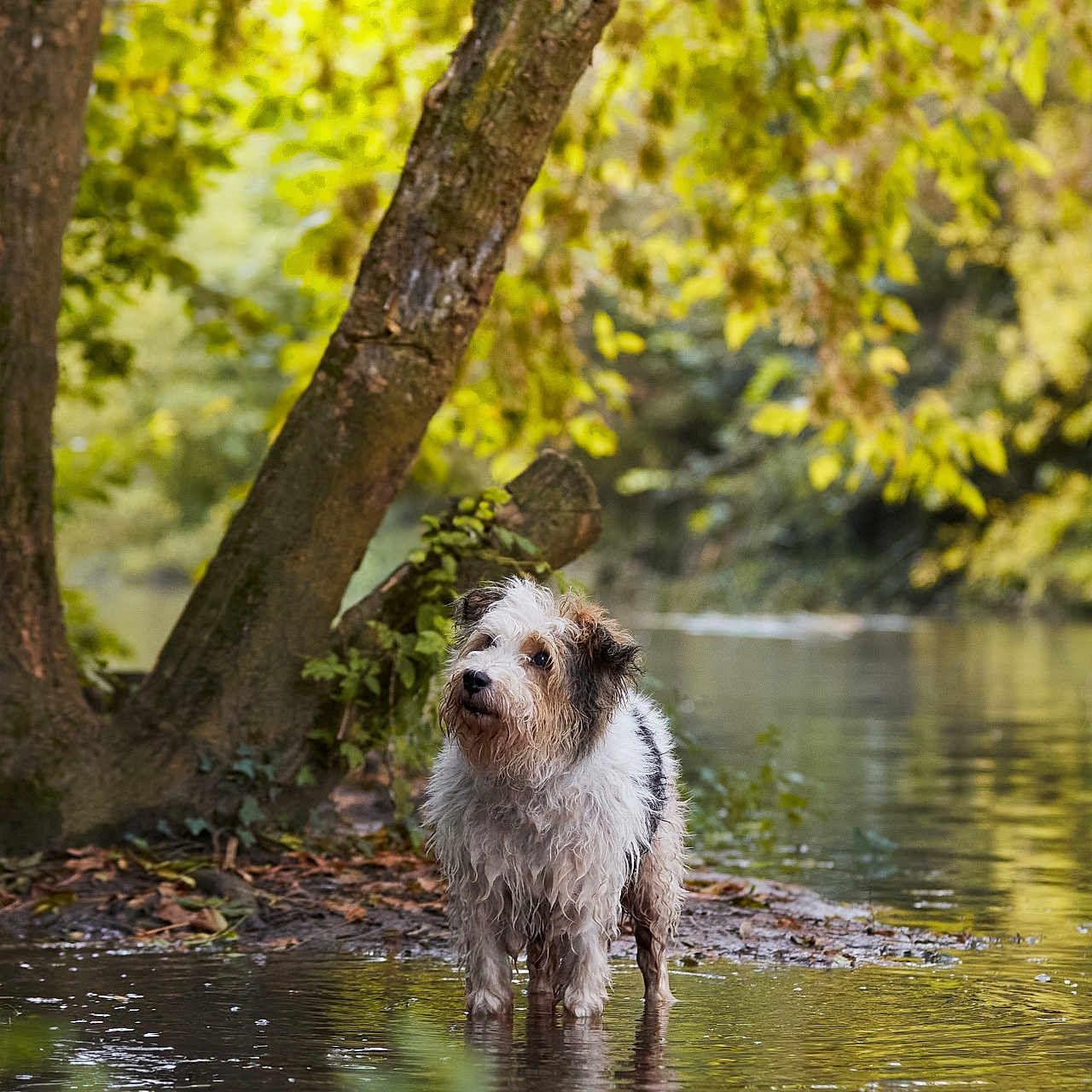 Snoopy participe au concours pour gagner de l'argent avec cette photo : animal, canine, creek, dog, jungle, land, nature, outdoors, pet, plant, pond, puppy, stream, swamp, terrier, tree, treetrunk, vegetation, water, woodland