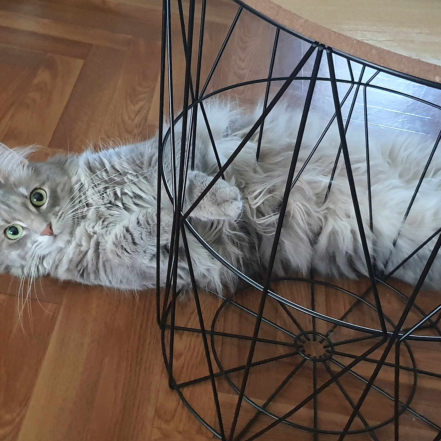 Athena participe au concours pour gagner de l'argent avec cette photo : animal, cat, closeup, curious, cute, domestic, ears, feline, fluffy, fur, gray, green_eyes, indoor, lying_down, pet, playful, relaxed, whiskers, wire_basket, wooden_floor