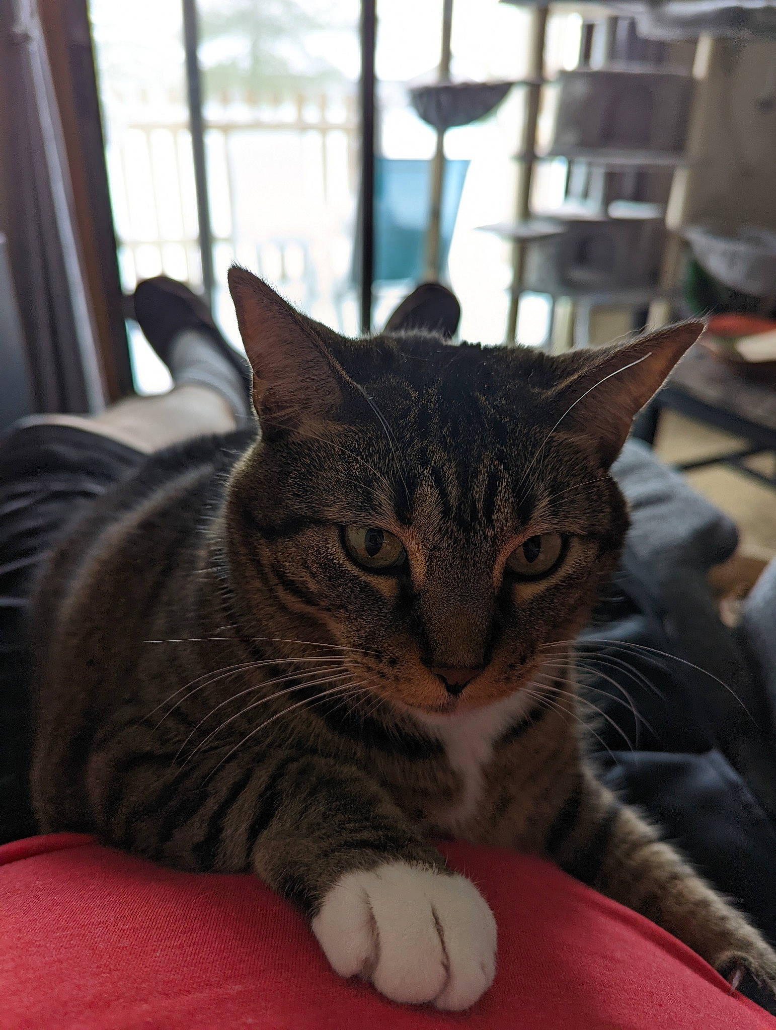 Laney joined the competition — help win amazing prizes! carnivore, cat, claw, comfort, domestic_short_haired_cat, felidae, fur, paw, sitting, small_to_medium_sized_cats, snout, whiskers, window