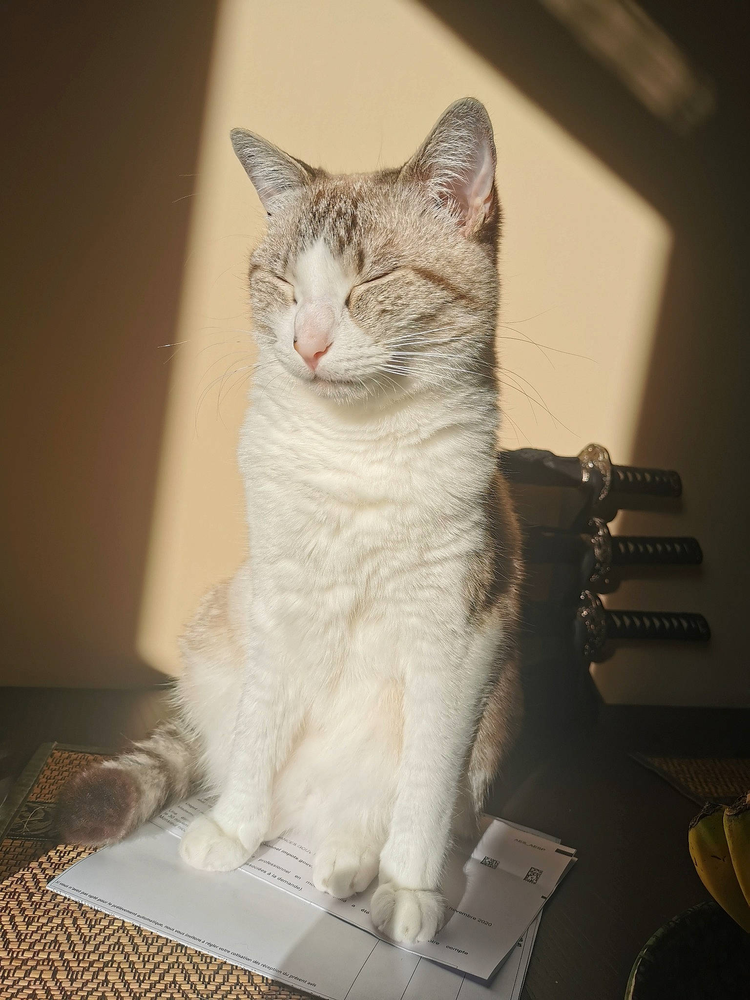 Yuki participe au concours pour gagner de l'argent avec cette photo : carnivore, cat, domestic_short_haired_cat, felidae, foot, fur, paw, small_to_medium_sized_cats, snout, tail, vertebrate, whiskers