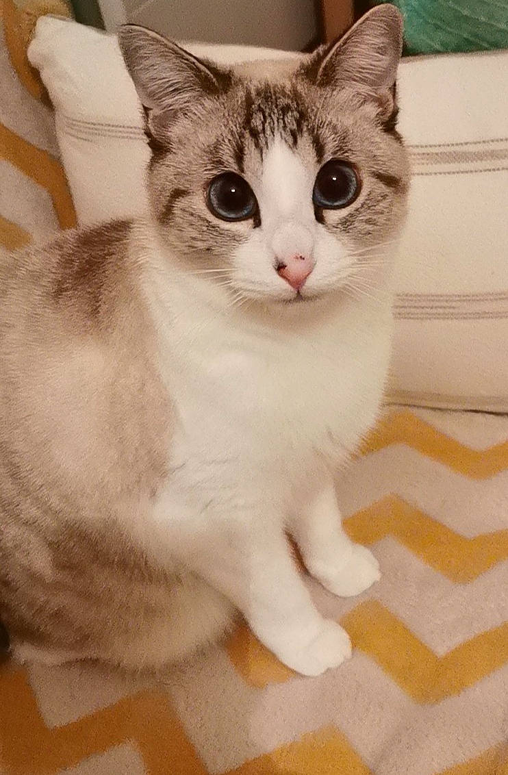 Yuki participe au concours pour gagner de l'argent avec cette photo : carnivore, cat, domestic_short_haired_cat, fawn, felidae, floor, flooring, fur, linens, small_to_medium_sized_cats, snout, tail, tile, toe, vertebrate, whiskers