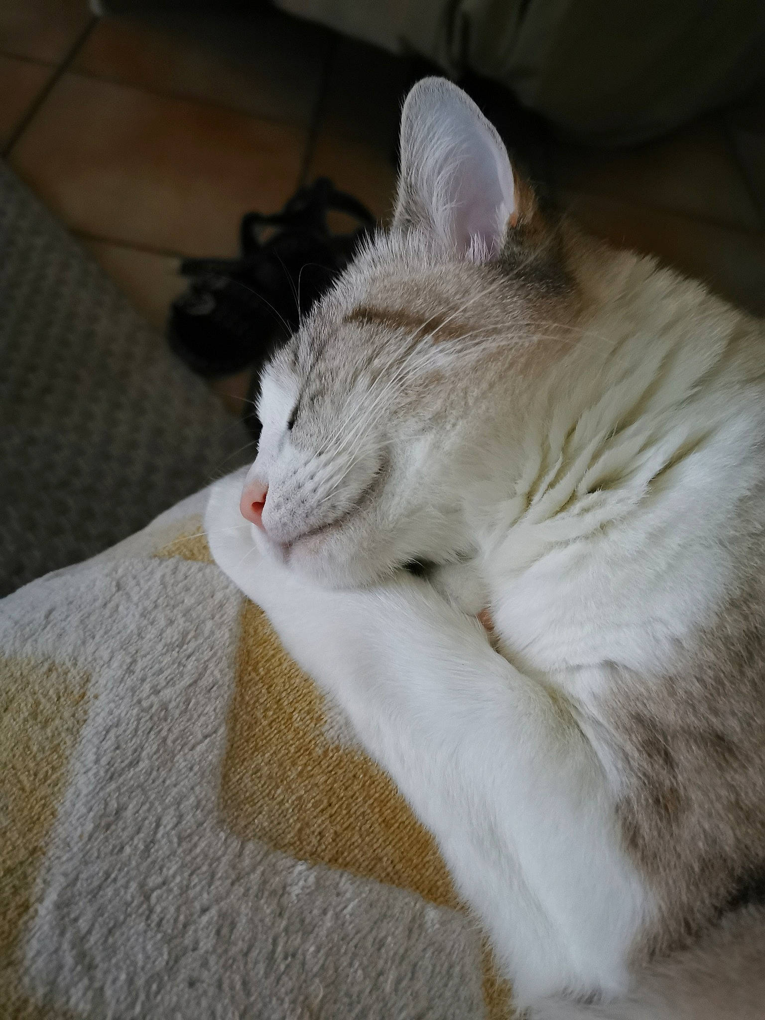 Yuki a rejoint le concours — aidez-le/la à gagner de superbes lots ! beige, carnivore, cat, comfort, fawn, felidae, fur, home_accessories, linens, mammal, small_to_medium_sized_cats, snout, vertebrate, whiskers