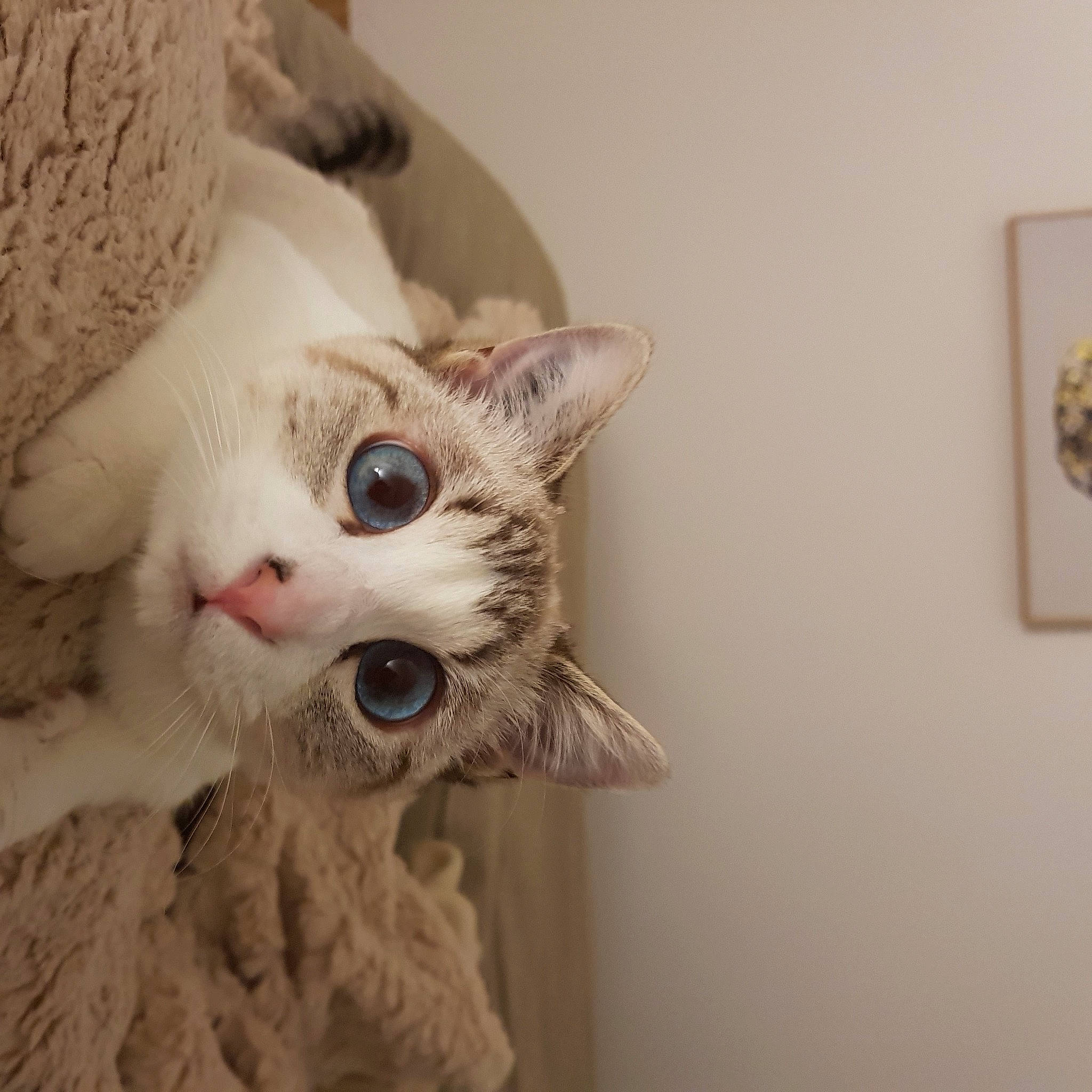 Yuki participe au concours pour gagner de l'argent avec cette photo : beige, carnivore, cat, craft, curious, doily, domestic_short_haired_cat, felidae, fur, kitten, knitting, paw, small_to_medium_sized_cats, snout, thread, vertebrate, whiskers