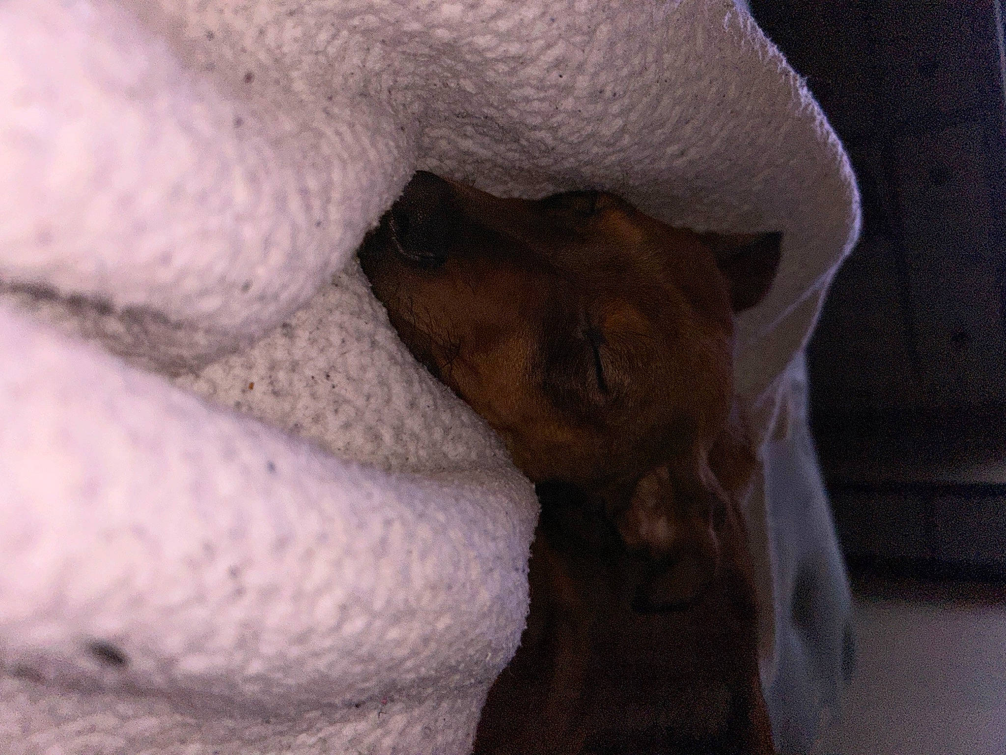 Penelope joined the competition — help win amazing prizes! canidae, carnivore, comfort, companion_dog, dog, dog_breed, fawn, felidae, fur, linens, nap, paw, small_to_medium_sized_cats, snout, sporting_group, tail, terrestrial_animal, toy_dog, whiskers, working_animal