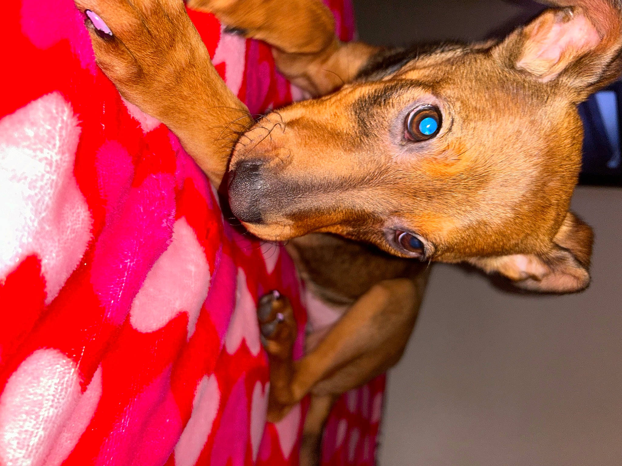 Penelope joined the competition — help win amazing prizes! canidae, carnivore, close_up, collar, companion_dog, dog, dog_breed, dog_collar, dog_supply, ear, fawn, fur, gesture, liver, magenta, petal, snout, sporting_group, whiskers, working_animal