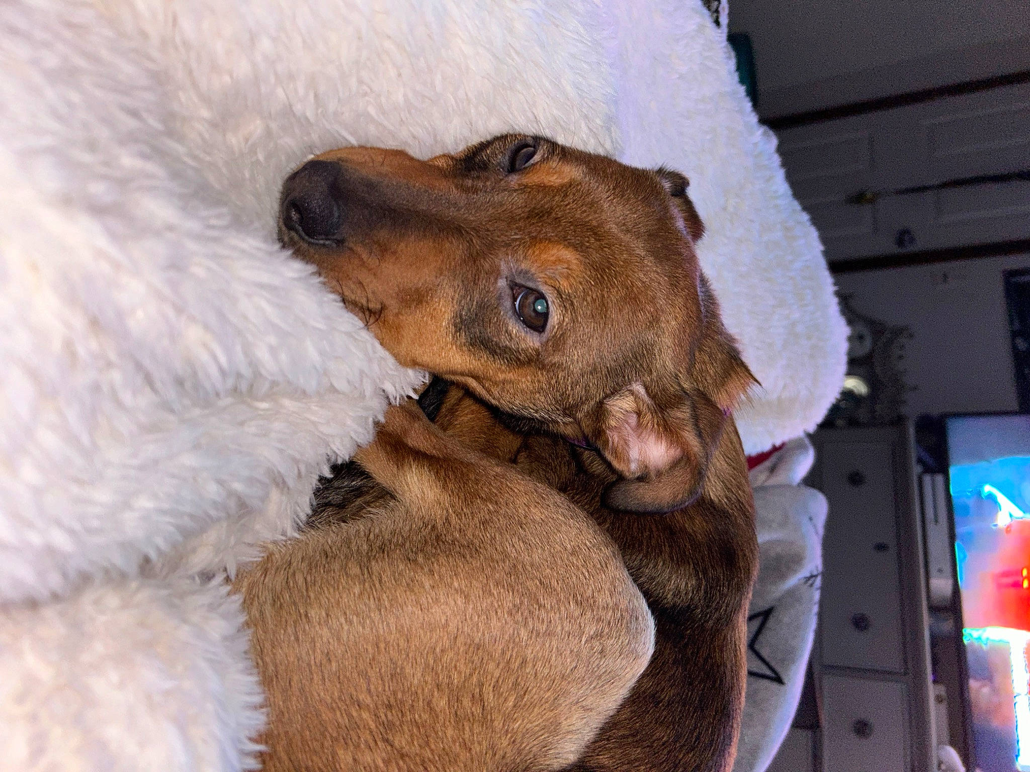 Penelope joined the competition — help win amazing prizes! canidae, carnivore, claw, comfort, companion_dog, dog, dog_breed, fawn, felidae, fur, marsupial, paw, snout, sporting_group, street_dog, stuffed_toy, terrestrial_animal, whiskers, working_animal