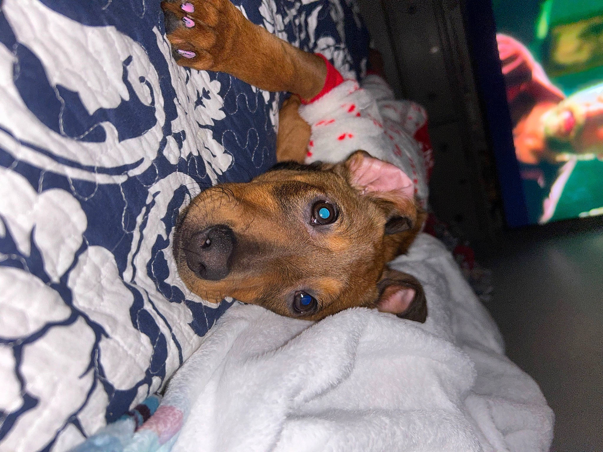 Penelope is registered to the contest to win money with this photo: bed, canidae, carnivore, comfort, companion_dog, dog, dog_breed, dog_clothes, dog_supply, fawn, flesh, fun, fur, human_leg, linens, snout, sporting_group, toy_dog, whiskers, working_animal