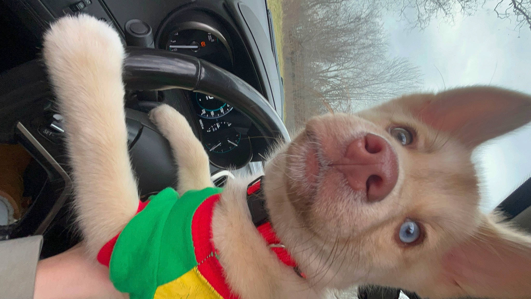 Shmannah is registered to the contest to win money with this photo: carnivore, collar, companion_dog, dog, dog_breed, dog_collar, domestic_short_haired_cat, family_car, fashion_accessory, fawn, felidae, fur, human_leg, leash, paw, selfie, snout, steering_wheel, vehicle_door, whiskers