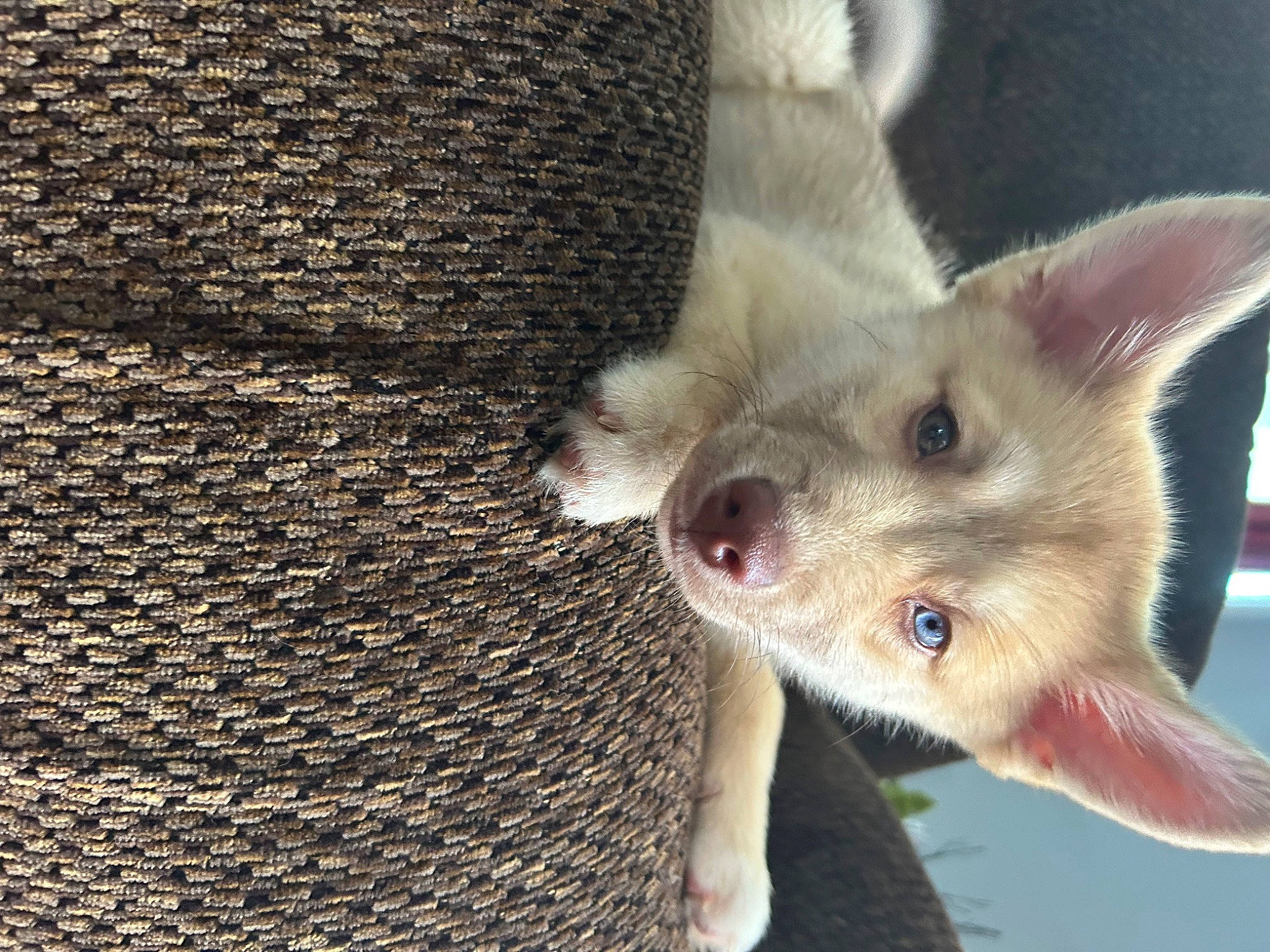 Shmannah joined the competition — help win amazing prizes! canidae, carnivore, cat, claw, dog_breed, fawn, felidae, fur, paw, small_to_medium_sized_cats, snout, tail, terrestrial_animal, whiskers, wildlife, woolen, woven_fabric