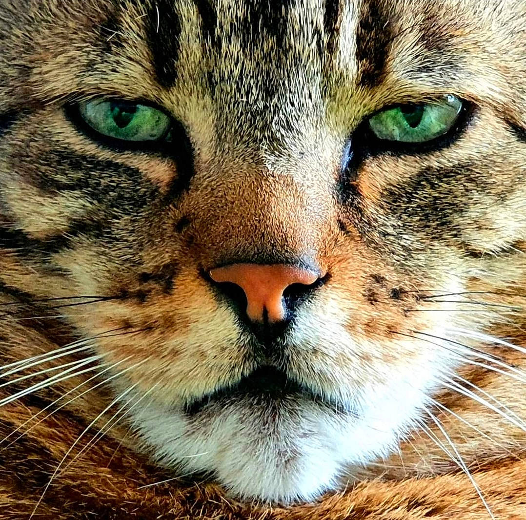 Tarkan