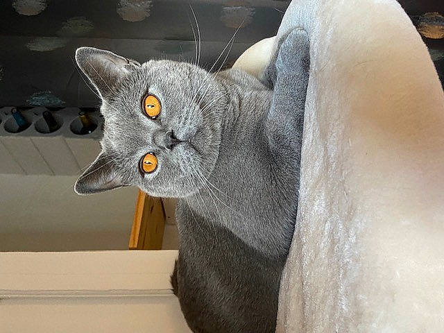 Capone participe au concours pour gagner de l'argent avec cette photo : art, carnivore, cat, domestic_short_haired_cat, ear, eye, felidae, fur, grey, metal, plant, russian_blue, sculpture, small_to_medium_sized_cats, snout, statue, tail, whiskers, window