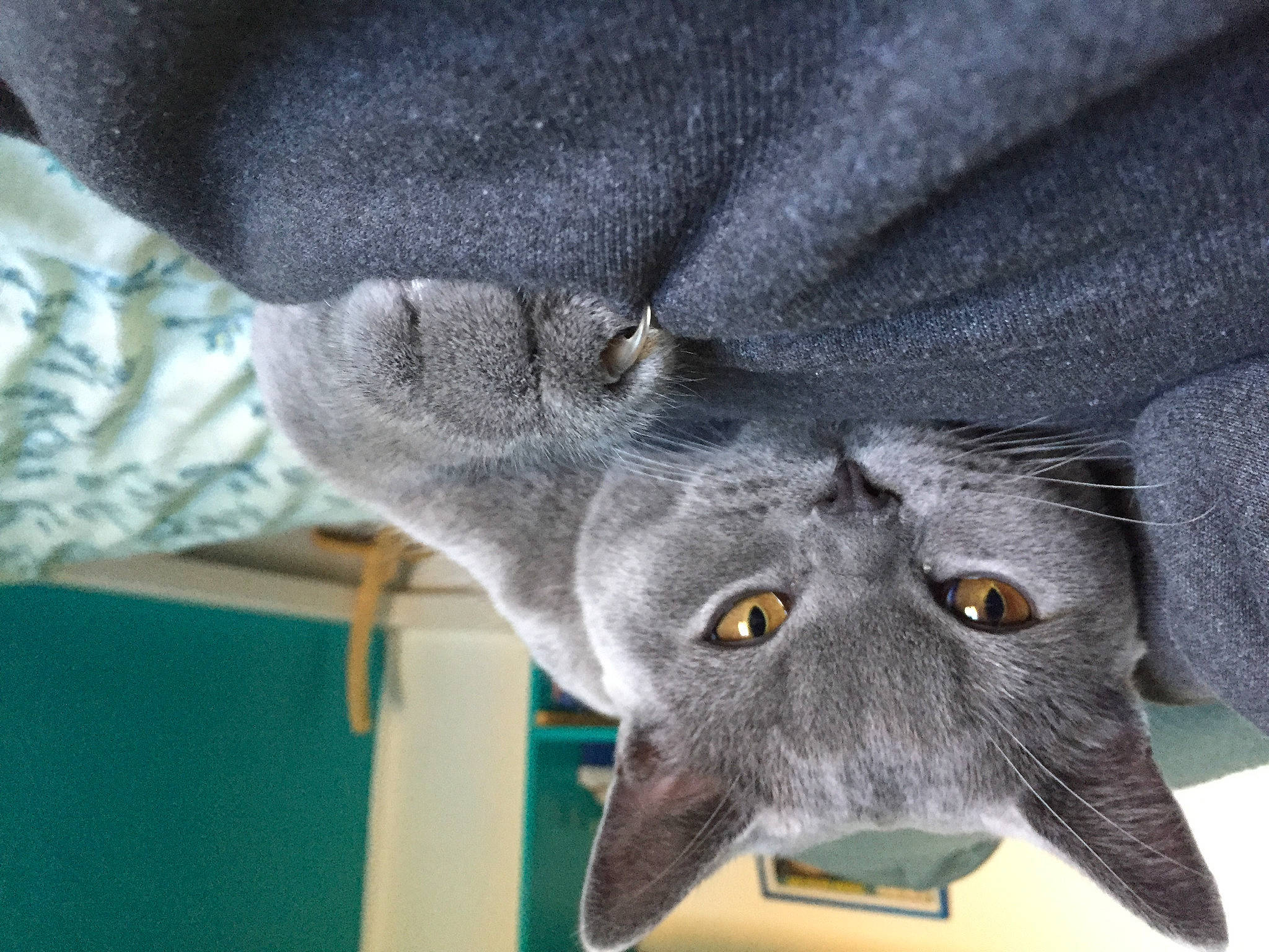 Capone participe au concours pour gagner de l'argent avec cette photo : carnivore, cat, domestic_short_haired_cat, electric_blue, felidae, fur, grey, russian_blue, small_to_medium_sized_cats, snout, whiskers